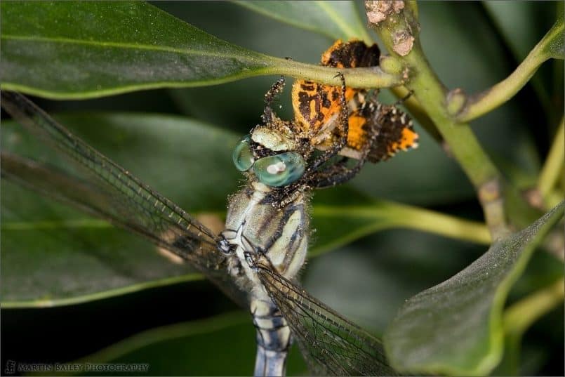 Dragonfly Dinner Time