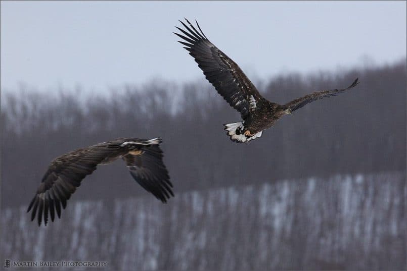 Juvenile Steller's Sea Eagles Passing