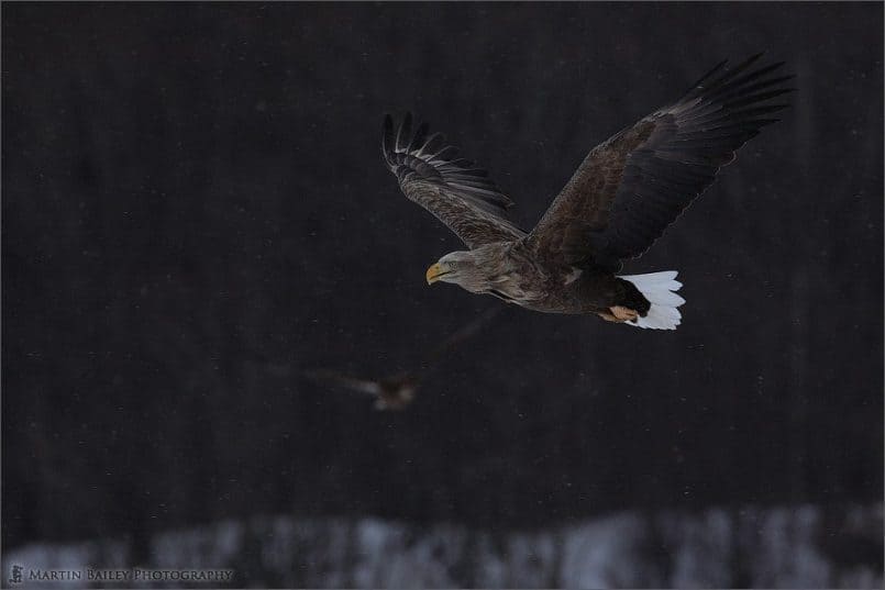 White-Tailed Eagles