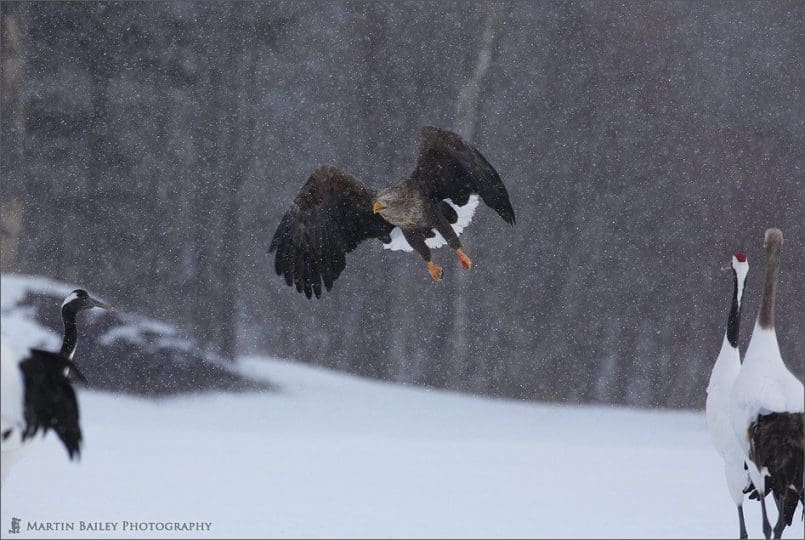 Ruler of the Snow Plains