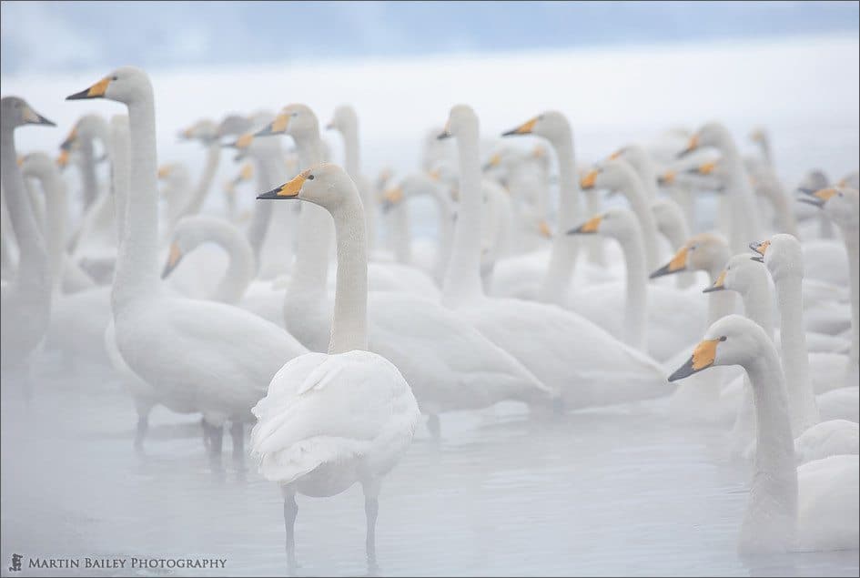 Hokkaido Feb ‘06 Part II – Eagles, Ice, Swans (Podcast 26)