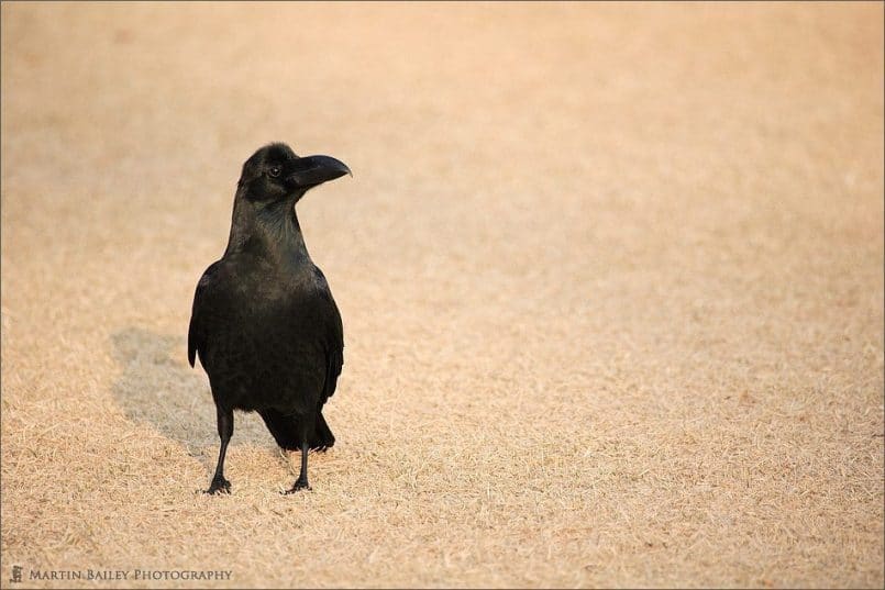 The Crow's Regard