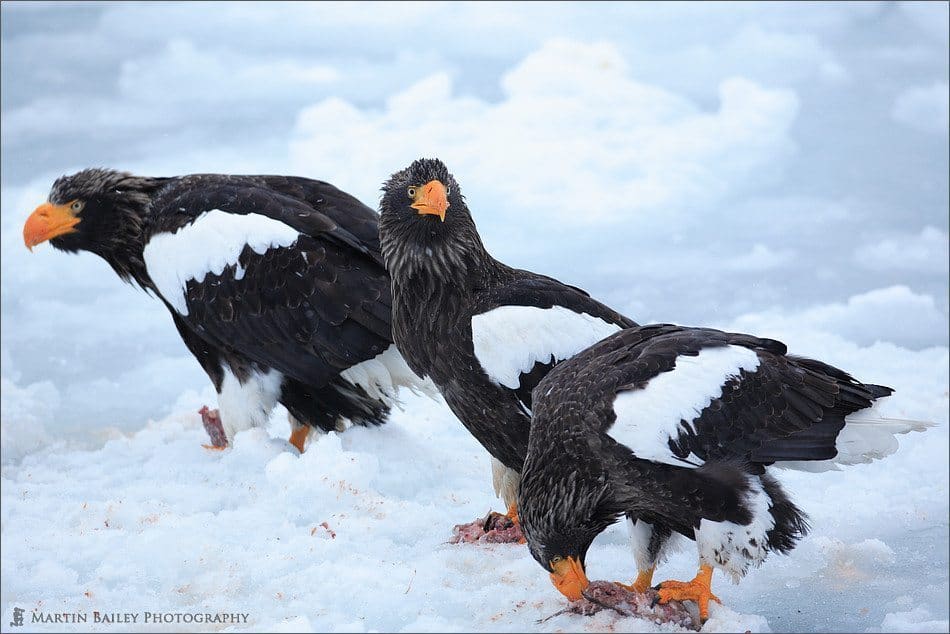 Hokkaido Feb ‘06 Part III – Eagles at Sunrise (Podcast 27)