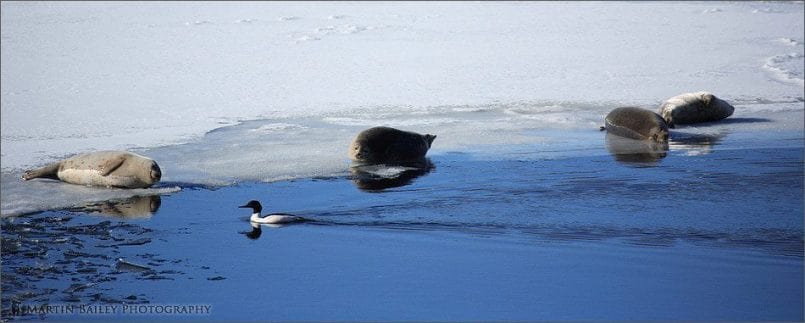 Seals and Common Merganser