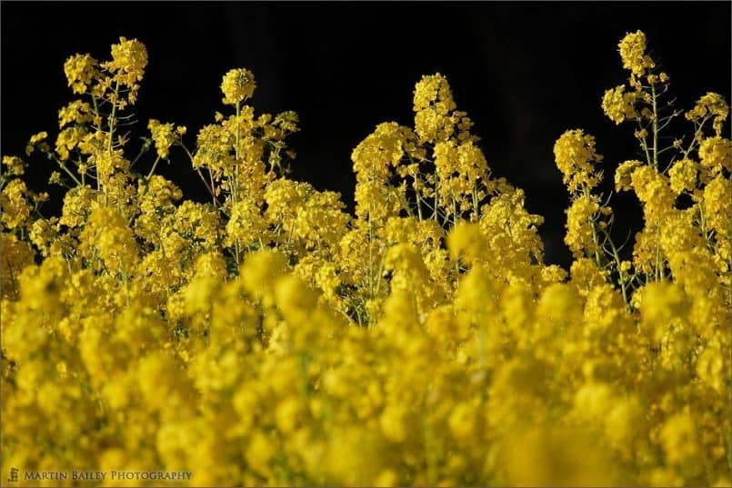 Rape Flower 2005 #4