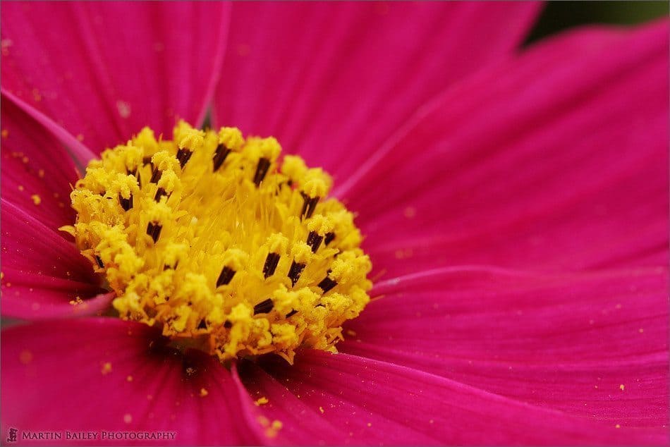 Tetra Versailles Red Cosmos