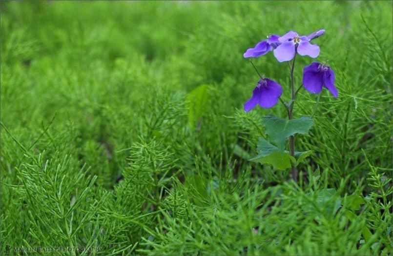 Wood Violet