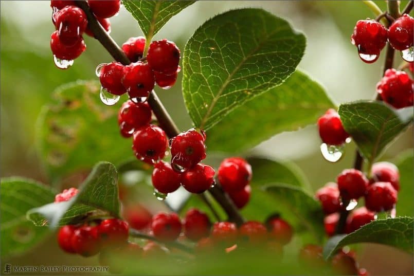 Red Berries