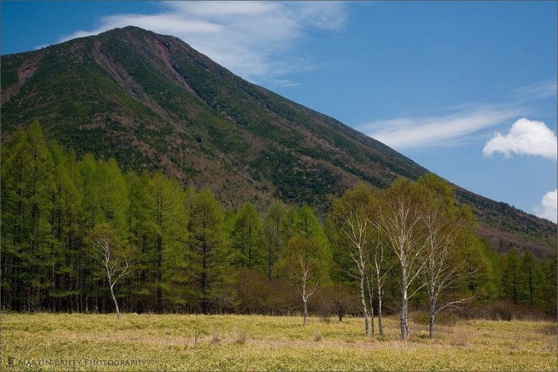 Mount Nantai with Silver Birch