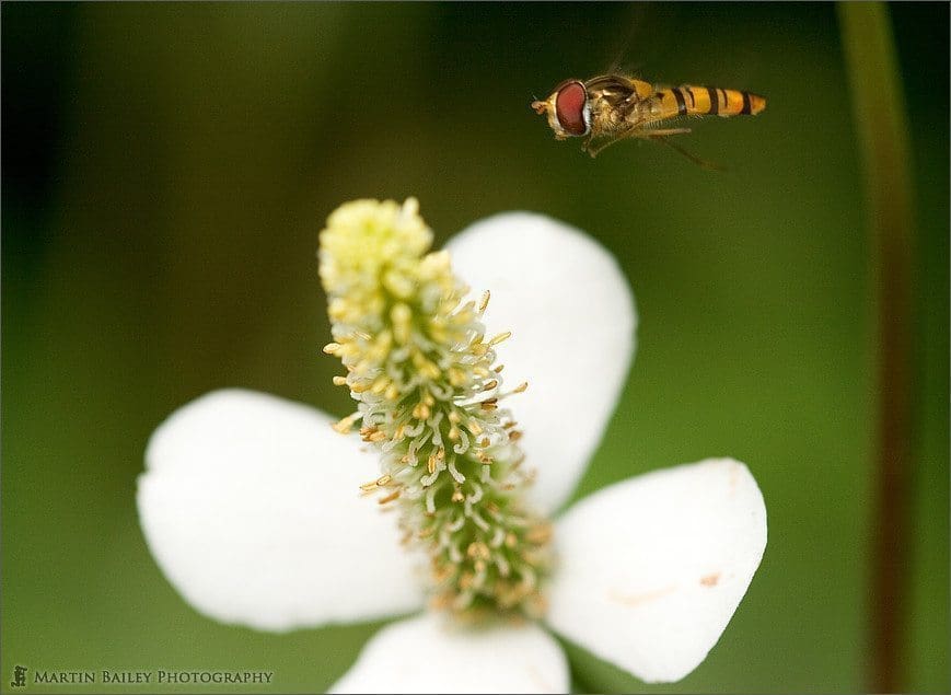 Macro Photography Part I – An Introduction (Podcast 42)