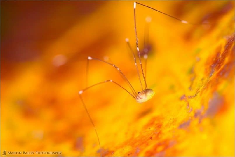 Walking on the Sun