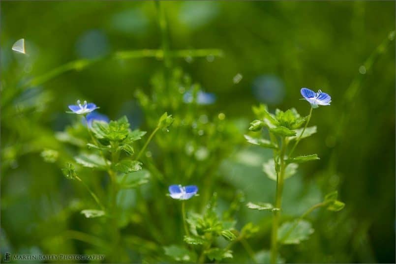 Common Field Speedwell