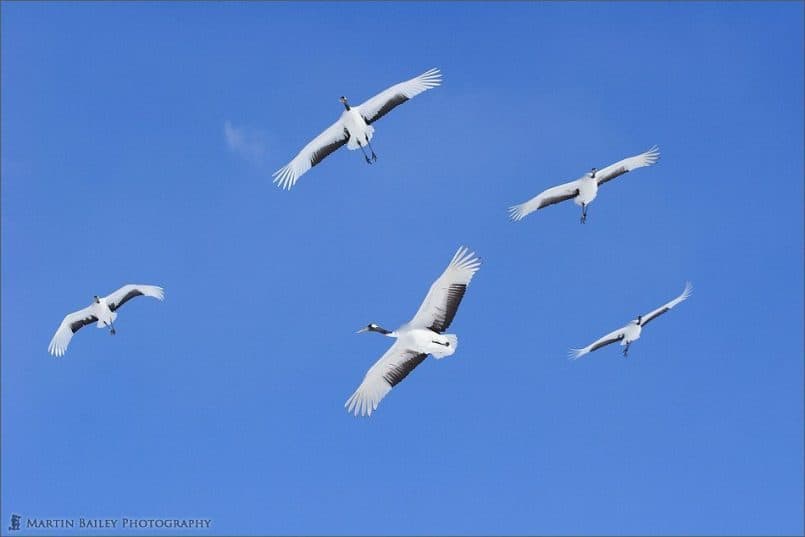 Japanese Cranes 2006 #15