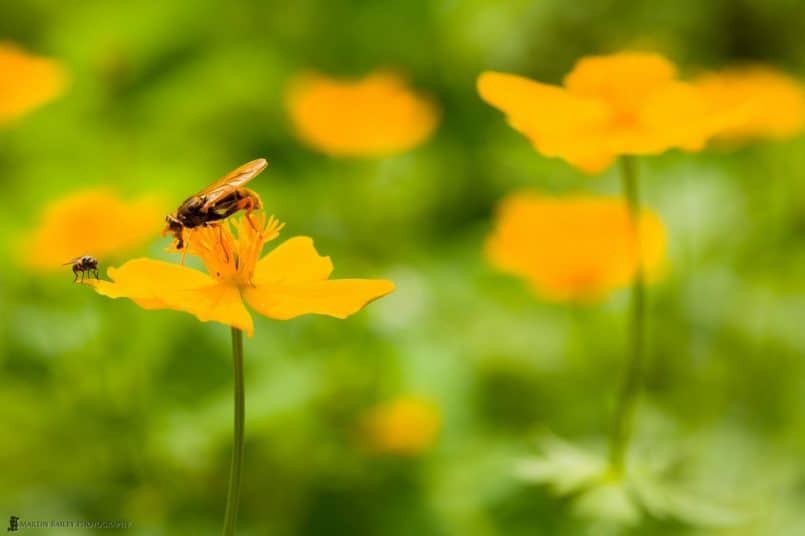 Insect on Yellow Flower