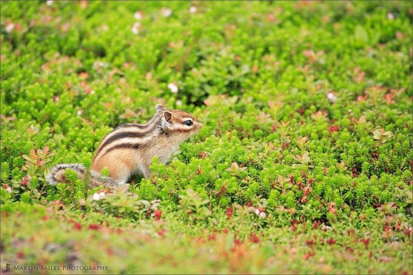 Siberian Chipmunk