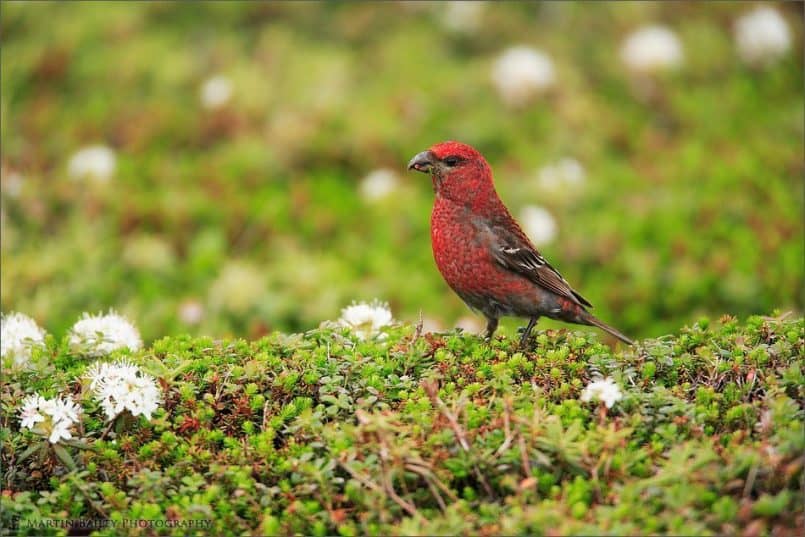 Male Pine Grosbeak #1