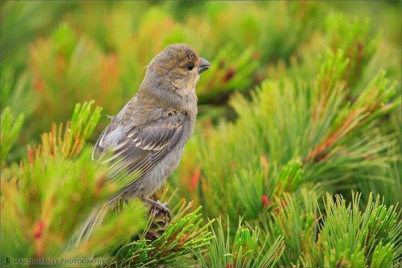 Female Pine Grosbeak