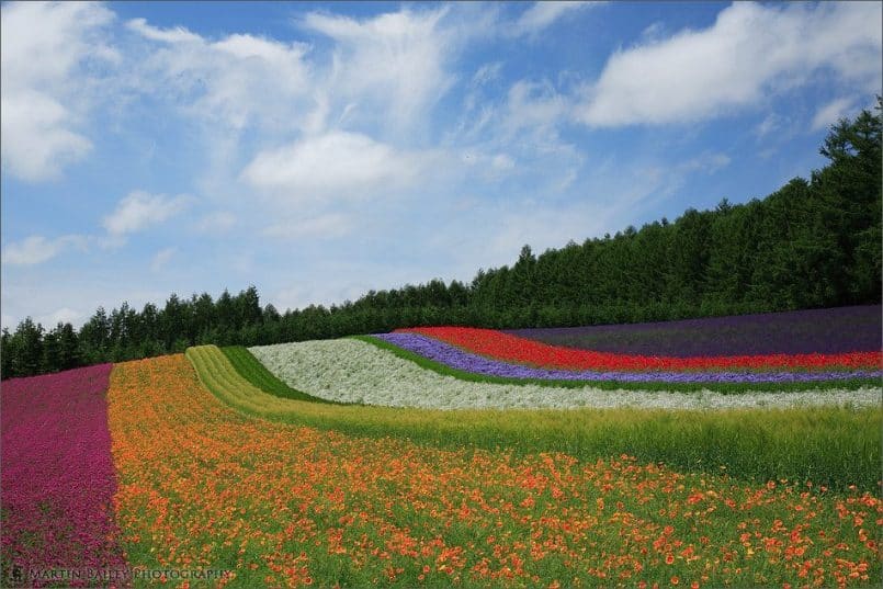 Farm Tomita Flower Field - The Standard