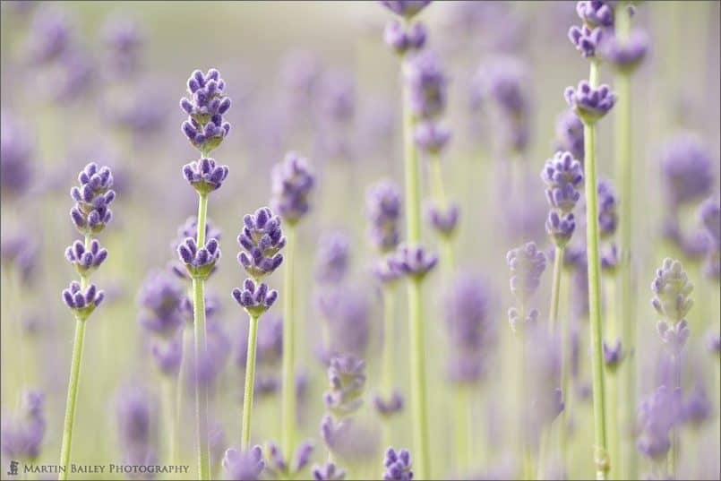 Early Flowering Lavender