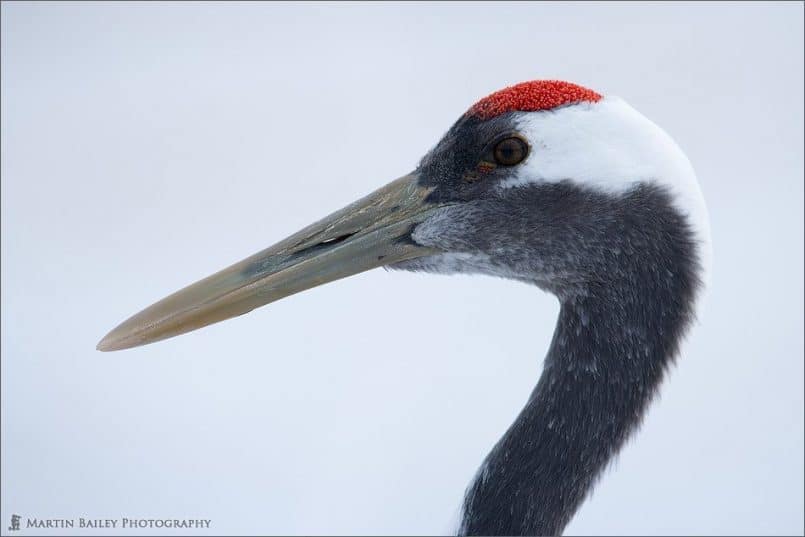 Crane Closeup