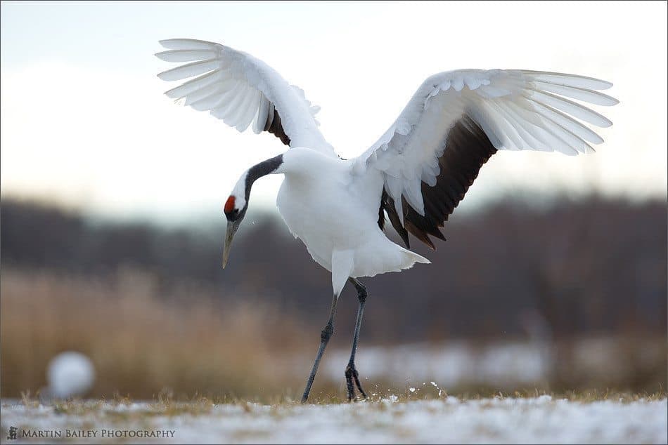 Red-Crowned Cranes #2 – Hokkaido, Dec 2006 (Podcast 72)