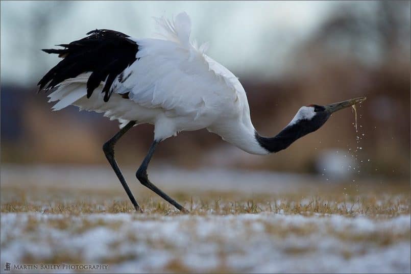 Drinking Crane