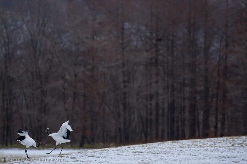 Dancing in the Landscape