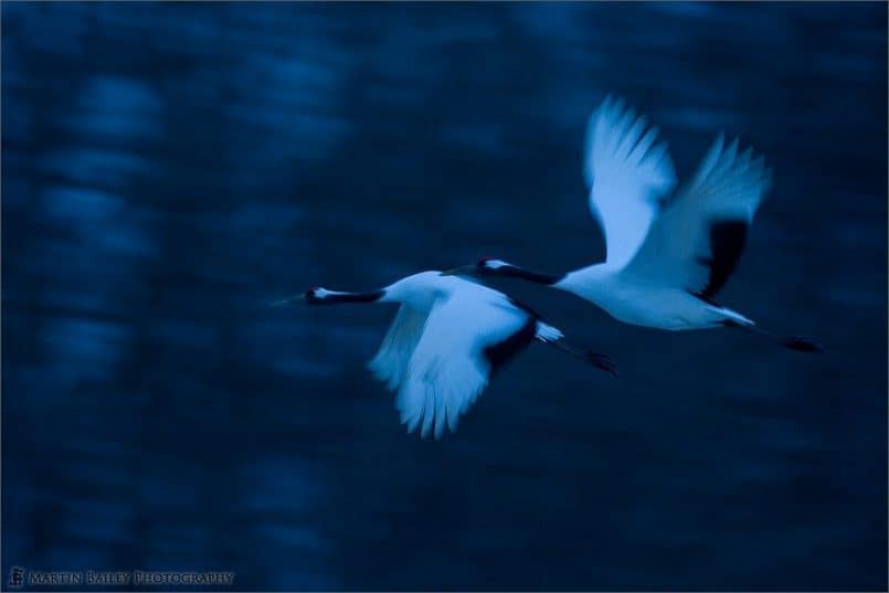 Red-Crowned Crane (Tsurui #20)