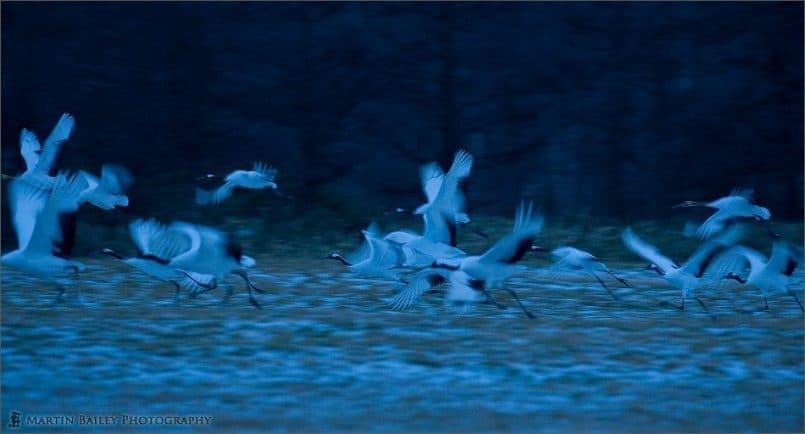 Red-Crowned Crane (Tsurui #21)