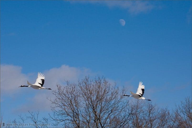 Cranes and the Moon #1