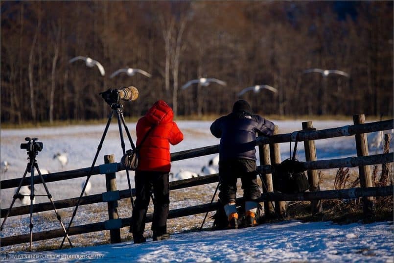 Goodbye Itoh Crane Sanctuary