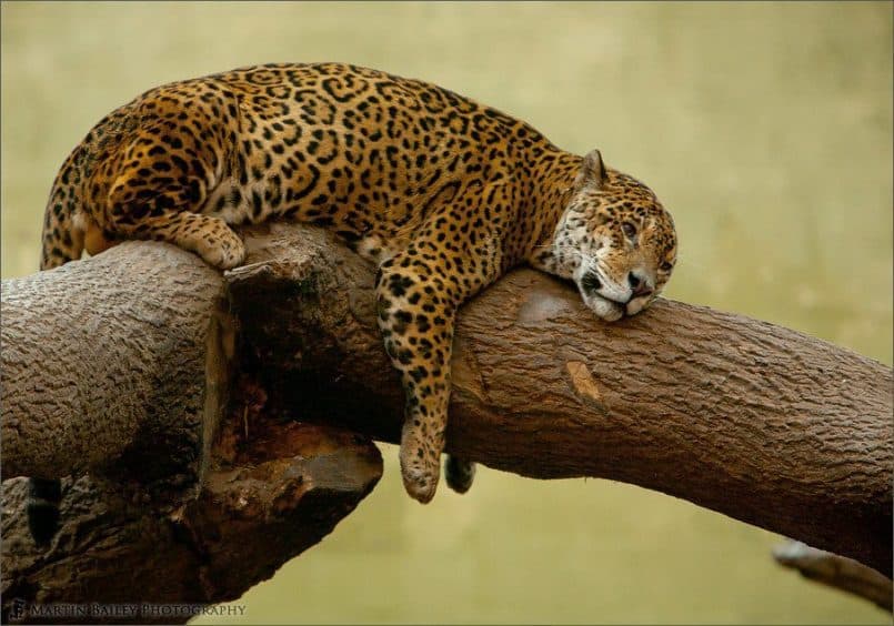 Dozy Jaguar [C]