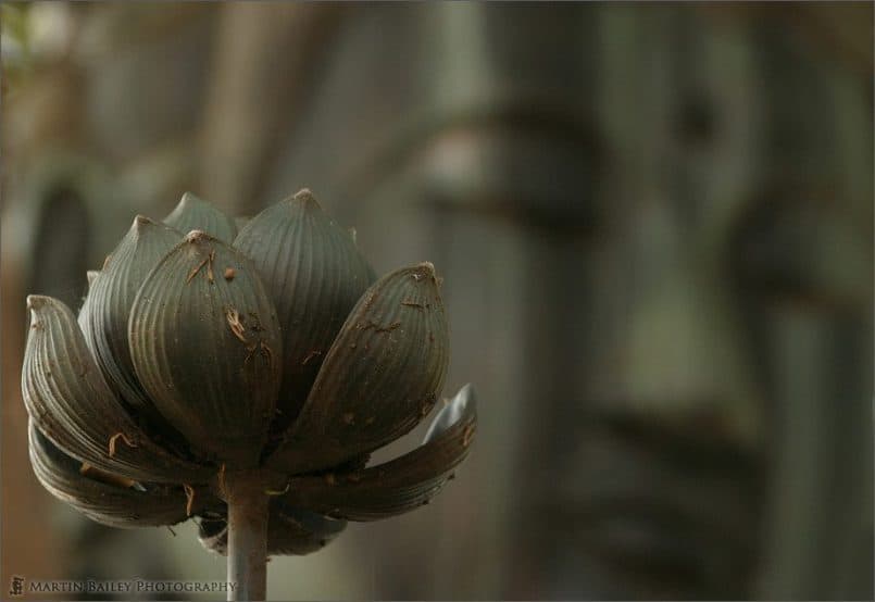 Lotus and Dainichi Buddha