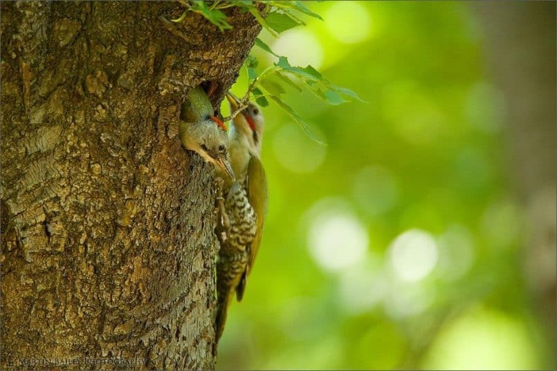 Taunting Fledgling From Nest