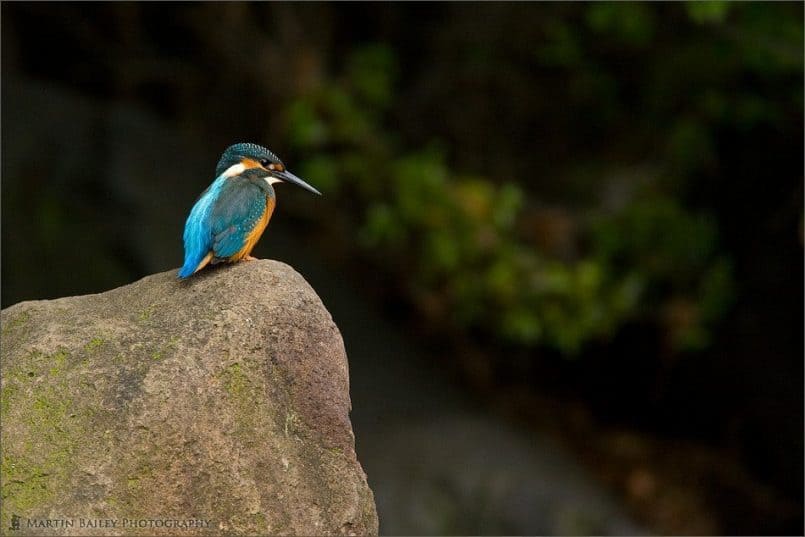 Common Kingfisher #4