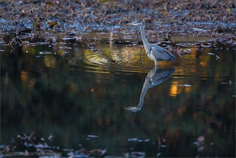 Grey Heron