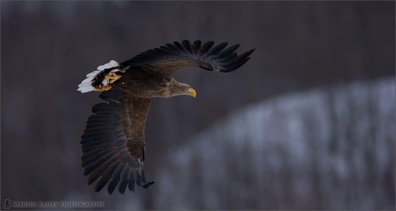 White-Tail with Fish