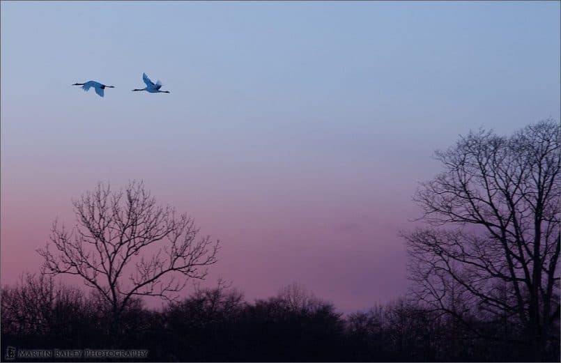 Cranes Fly to Roost