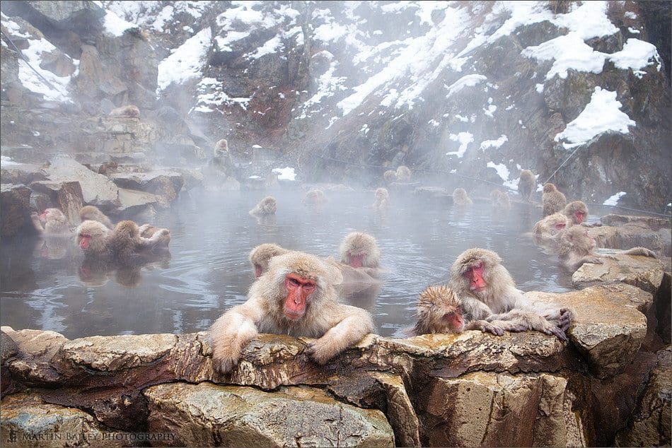 Snow Monkeys (The Japanese Macaque) (Podcast 187)