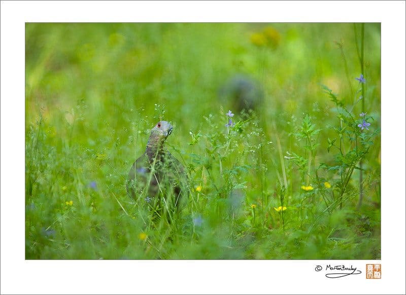 Eastern Turtle Dove