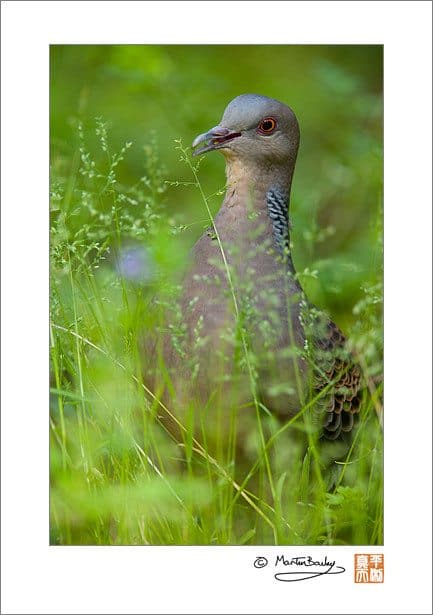 #2272 - Eastern Turtle Dove