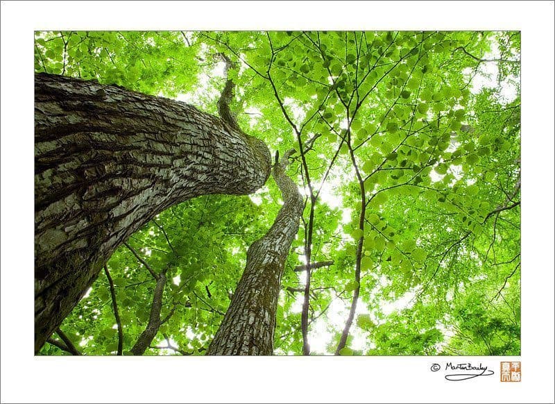 Big Tree and Fresh Leaves