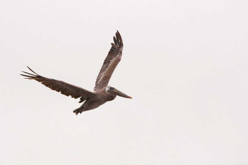 Pelican by Eric Vogt (with +1.33 Exposure added in Lightroom)