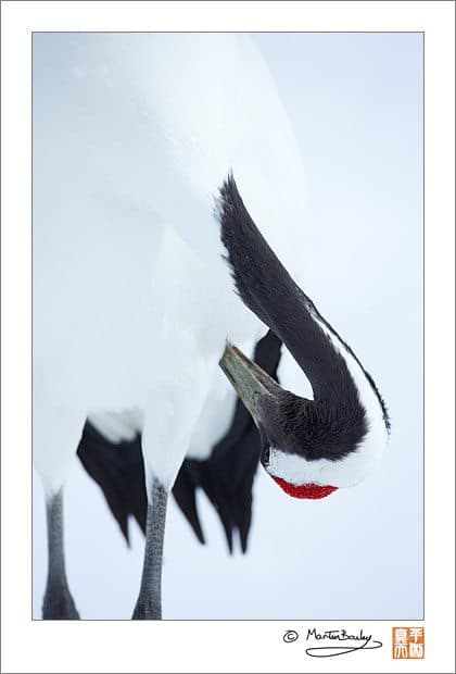 Crane Preening 2009