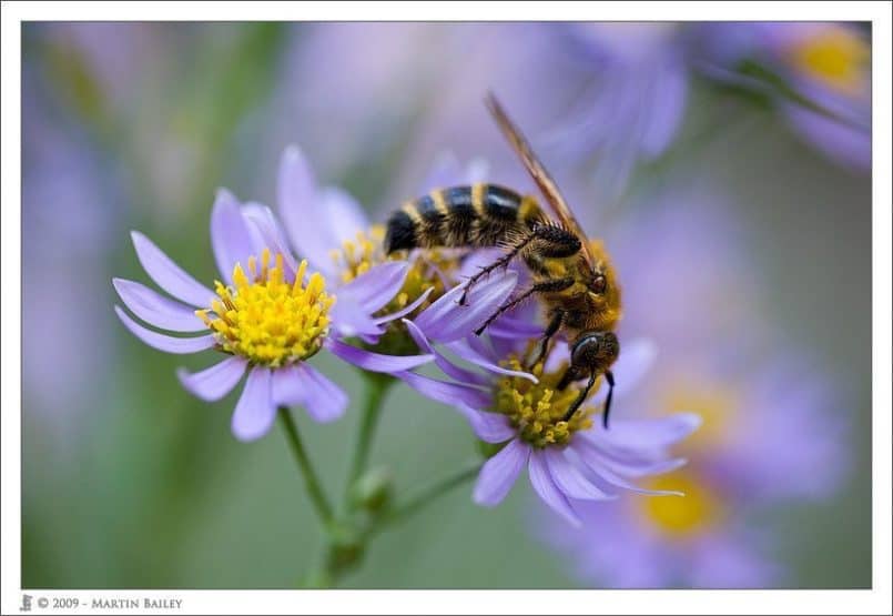 Shion Daisies with Friend @ F3.2