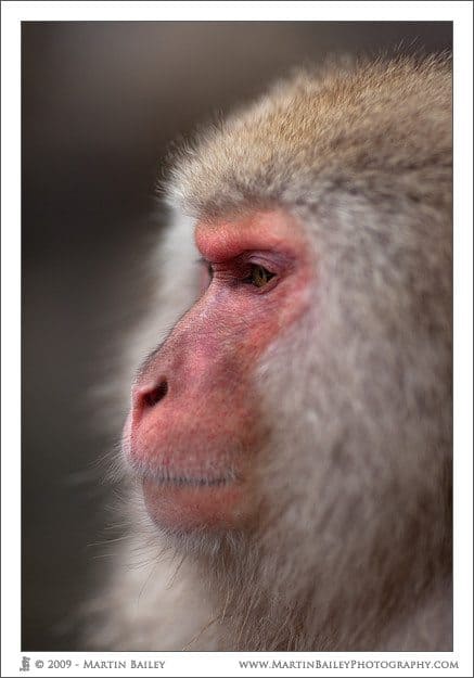 Snow Monkey Profile