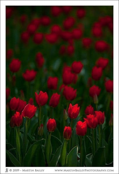 Red Tulips