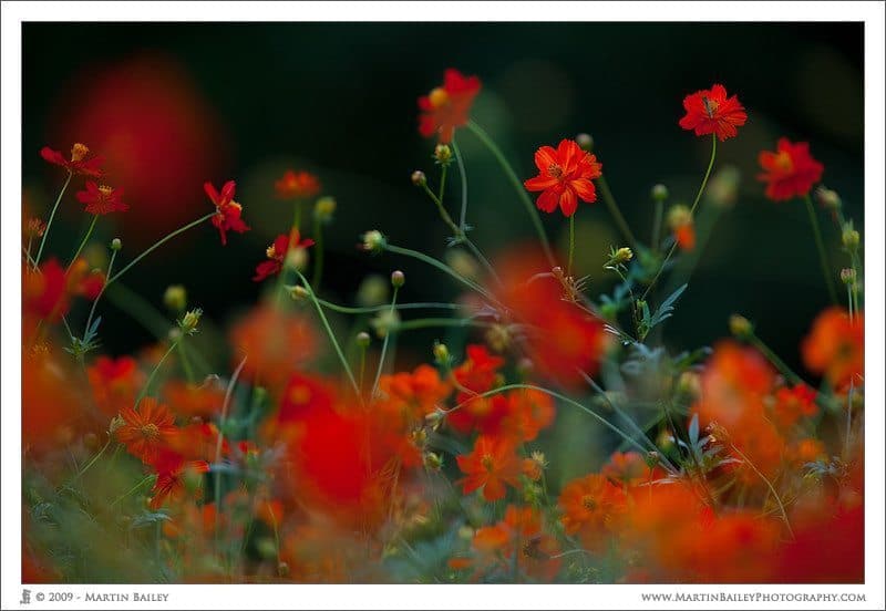 Red Cosmos