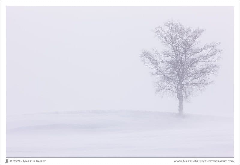 Lone Tree on a Hill