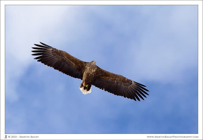 Soaring White Tailed Eagle